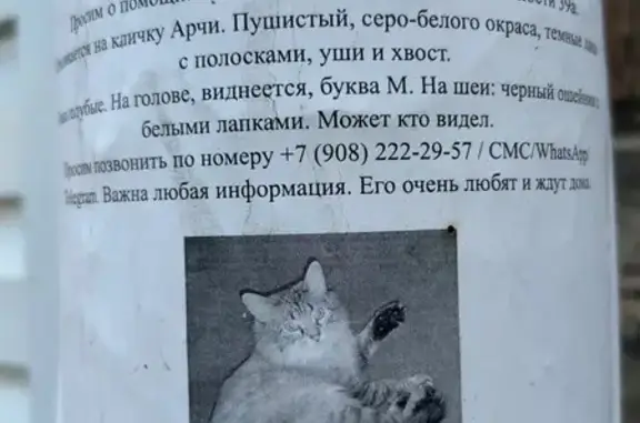Пропала кошка, ул. Юности 39А, Крск