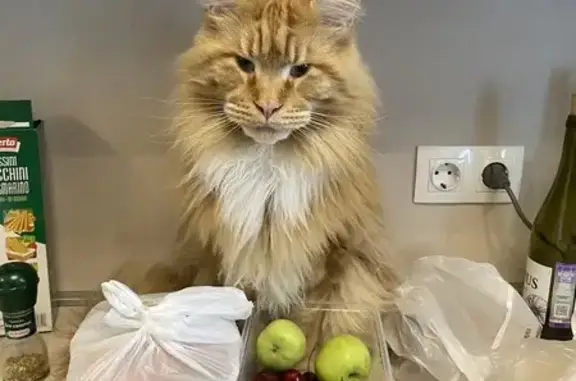 Пропала рыжая кошка, пр. Козлова 33, Всев.