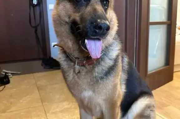 Найдена собака, Санкт-Петербург, фото: Найдена овчарка, Краснопутиловская 111