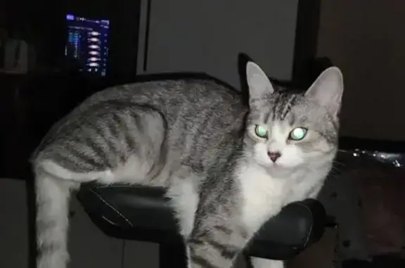 Кошки потеряшки, Курск, фото: Потеряшка кошка, ул. Карла Маркса, 66/8