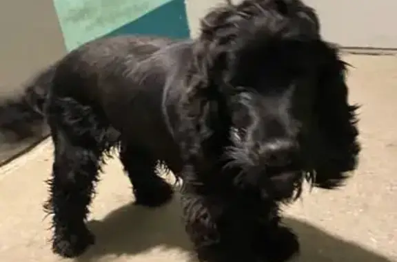 Найдена собака, Хабаровск, фото: Найдена собака, ул. Панфиловцев, 24