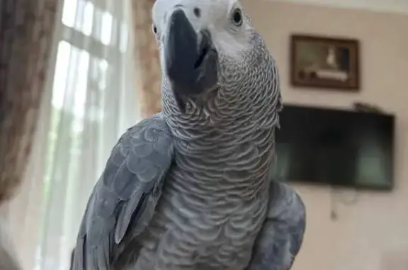 Потеряна птица, Гидроузловская ул., Самара