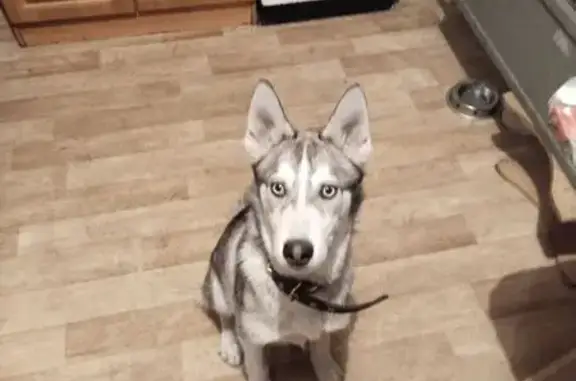 Пропала собака, Убсу-Нурская 12, Кызыл