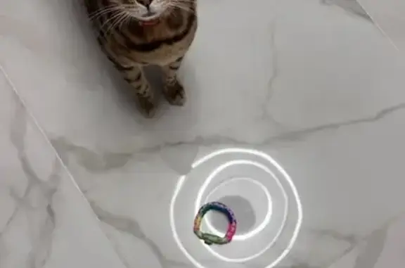 Кошки потеряшки, , фото: Потеряшка кошка, Рубиновая 3, Прохладный