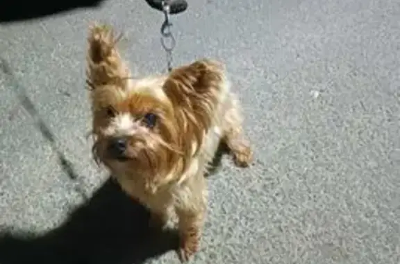 Найдена собака, Ленинградская область, фото: Собака найдена в Приозерске, Ленобласть