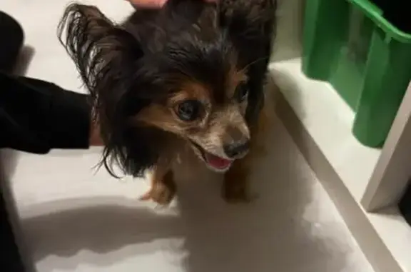 Найдена собака, Стрельна, фото: Собака найдена: Набережная ул., 18, Стрельна