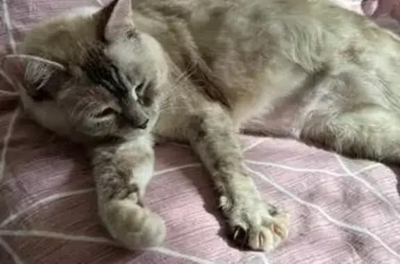 Пропала кошка на ул. Мира, 31, Казань