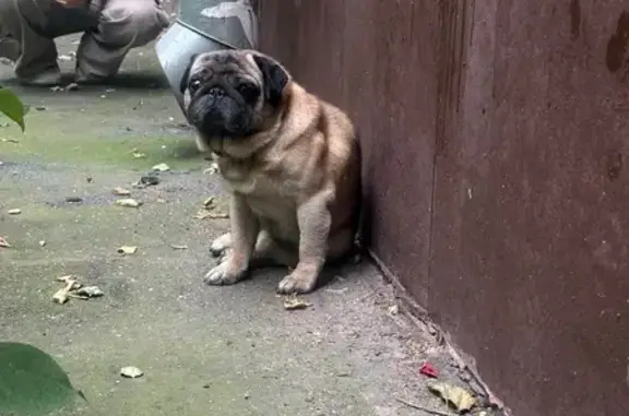 Найдена собака, Москва, фото: Собака найдена: аллея Колесникова, Москва