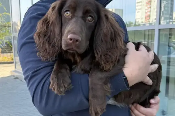 Щенок спаниеля найден: ул. Перелёта, 19