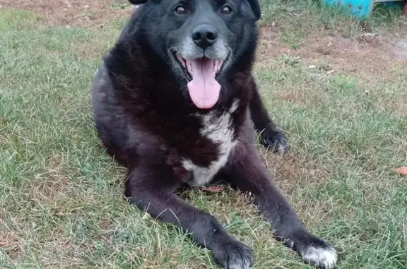 Собака найдена: пр. Славы, Копейск