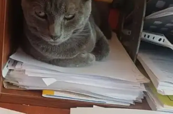 Найдена кошка, Краснодар, фото: Кошка найдена на Яна Полуяна, 48, Краснодар