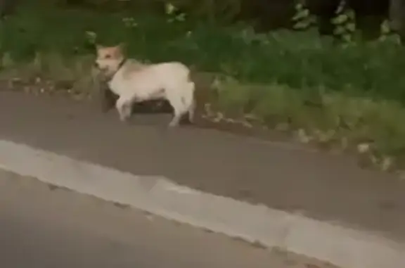 Найдена собака, Москва, фото: Найден Джек Рассел, Москва, 46Н-08853