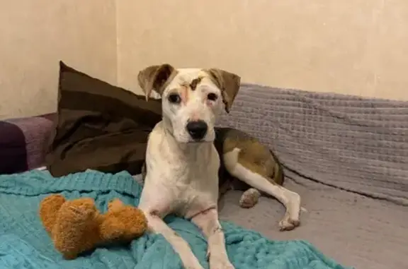 Собака найдена: ул. Малиновского, 25