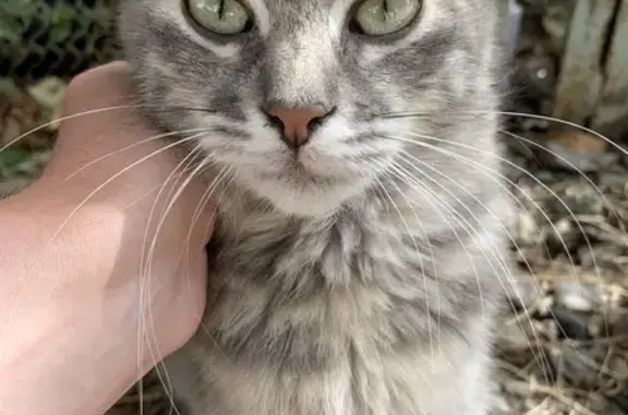 Найдена кошка, Знаменский, фото: Найдены кошки: ул. Гагарина, 8, Знаменский