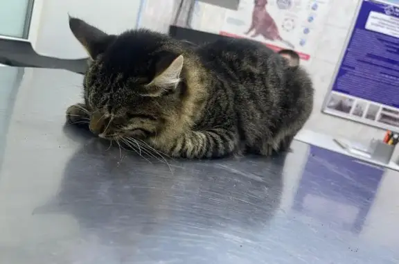 Найдена кошка, Саратов, фото: Кошка найдена: Зеленоостровская 62, Саратов