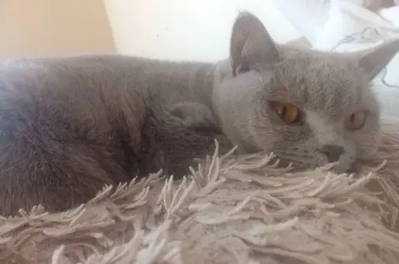 Пропала кошка, ул. Котовского 54, Котовск