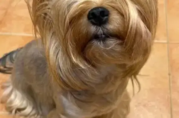 Собаки потеряшки, Санкт-Петербург, фото: Потеряшка собака, Енотаевская ул., 10 к2