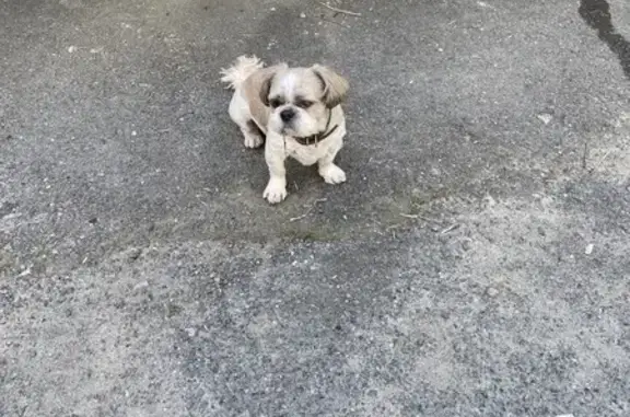 Светлый пёс найден на ул. Н. Фёдорова, Тюмень