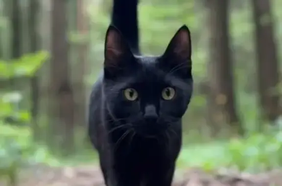 Кошки потеряшки, Талицы, фото: Потеряшка кошка, 4-я Восточная, Талицы