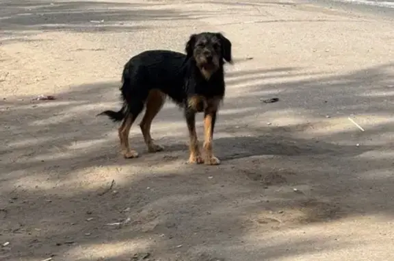 Собака найдена на пр. Королёва, Омск