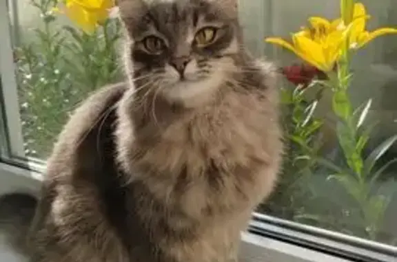 Пропала кошка, переулок Стрелочников