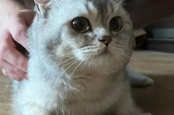 Кошка найдена: Мещерский бул., Нижний Новгород