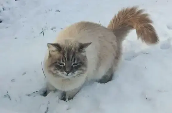 Пропала кошка, Рябиновая ул., Стрелецкое