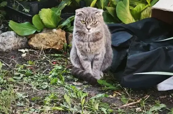 Найдена кошка, Засечное, фото: Кошка найдена: Кольцевая, Засечное