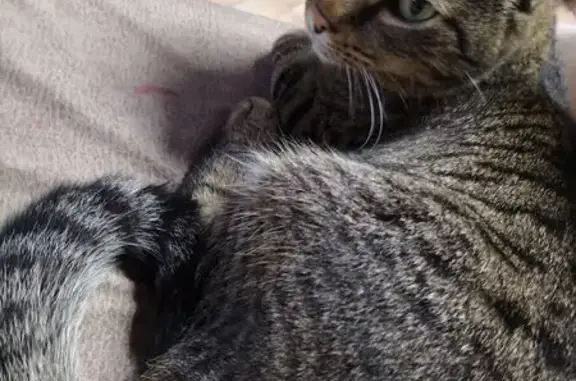 Кошки потеряшки, Петропавловск-Камчатский, фото: Потеряшка кошка, Индустриальная 32