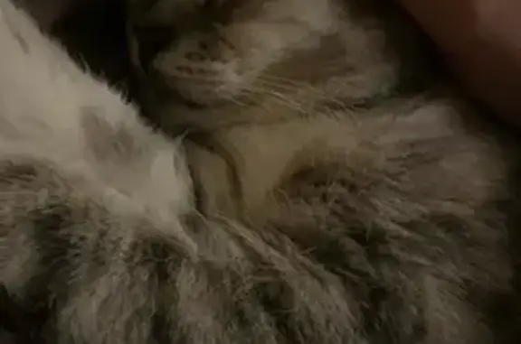 Пропала кошка, Парковая ул., Пушкино