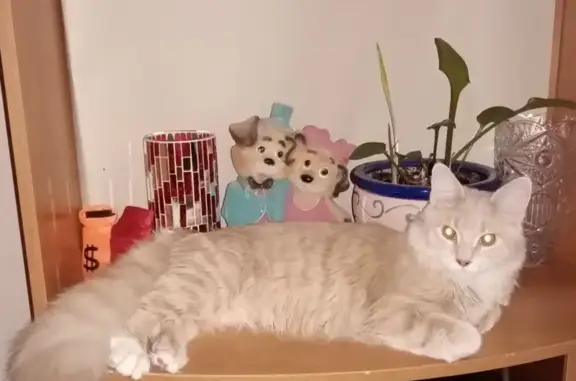 Кошки потеряшки, Ягодное, фото: Потеряшка кот, Кооперативная 23, Ягодное