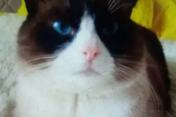 Кошки потеряшки, Гродно, фото: Потеряшка кошка, ул. Гагарина, Гродно