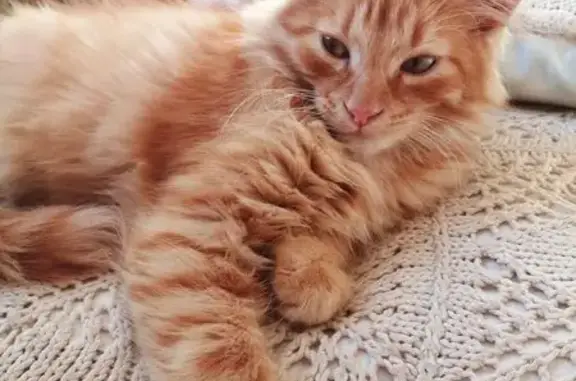 Пропала кошка, ул. Свободы, Воткинск