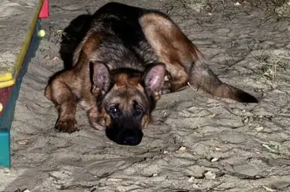 Найдена собака, Богословка, фото: Собака найдена: Советская 10, Богословка