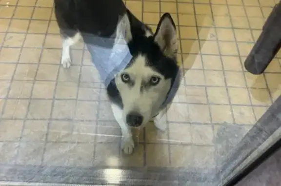 Найдена собака, Нижневартовск, фото: Найдена собака, ул. 60 лет Октября, 90