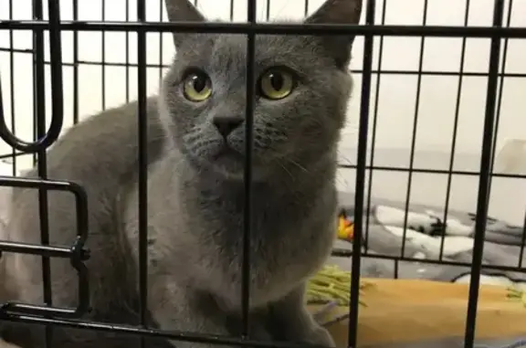 Серая кошечка найдена в Томске