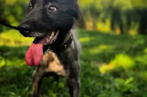 Собаки потеряшки, Самара, фото: Потеряшка собака, Московское шоссе, Самара