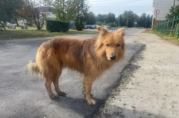 Найдена собака, Ям, фото: Метис найден на Школьной улице, Ям