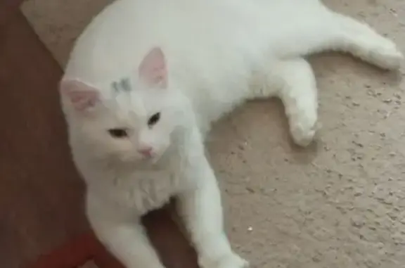 Найдена кошка, Челябинск, фото: Найдена белая кошка, Российская 19А