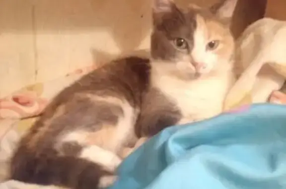 Кошки потеряшки, Ростов-на-Дону, фото: Потеряшка кошка Мирка, Ухоженная ул., Ростов-на-Дону