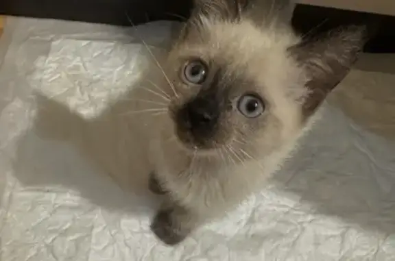 Найдена кошка, , фото: Сиамская кошка найдена, Рязань, 2-я линия