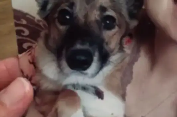 Собаки потеряшки, Казань, фото: Потеряшка собака, ул. Журналистов, 60, Казань