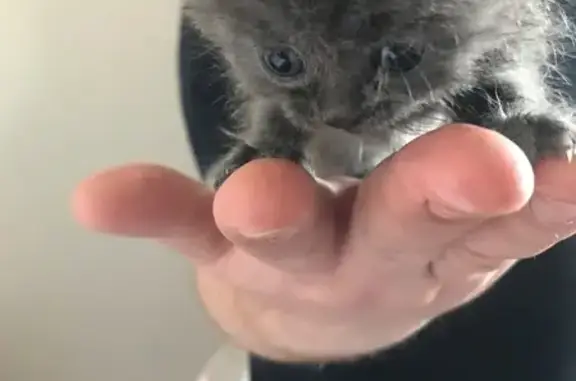 Найдена кошка, Иваново, фото: Котёнок найден у дома 55, 3-я Лагерная, Иваново