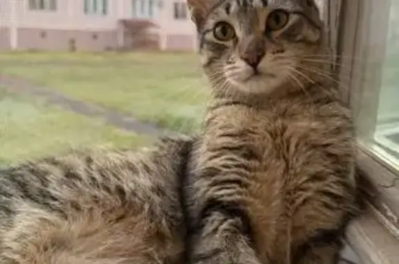 Пропал кот Матрос, Рощинский, Самарская обл.