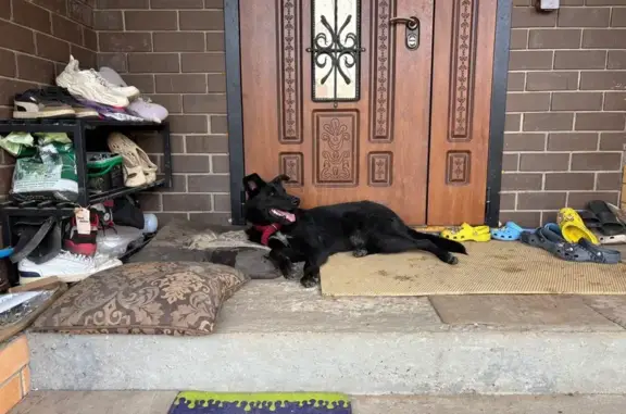 Найдена собака, , фото: Собака найдена, ул. Терешковой 13, Старково