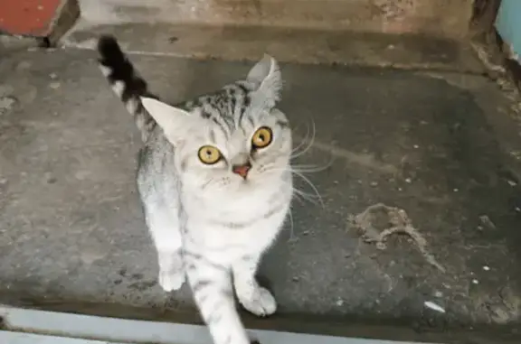 Найдена кошка, , фото: Кошка найдена: Клубная ул., 29, Ижевск