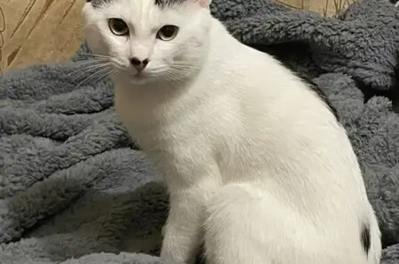 Пропал кот Джеки, ул. Баженова 32/33, Тула