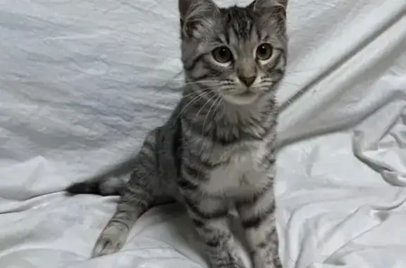 Найдена кошка, ул. Мира, 18, Уфа