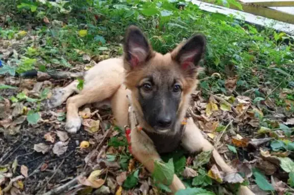 Найдена собака, Бийск, фото: Собака найдена: Красноармейская 81, Бийск
