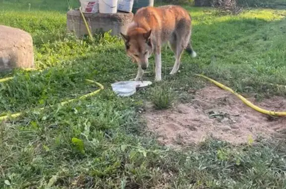 Найдена собака, , фото: Светлая хаски найдена в Куймино